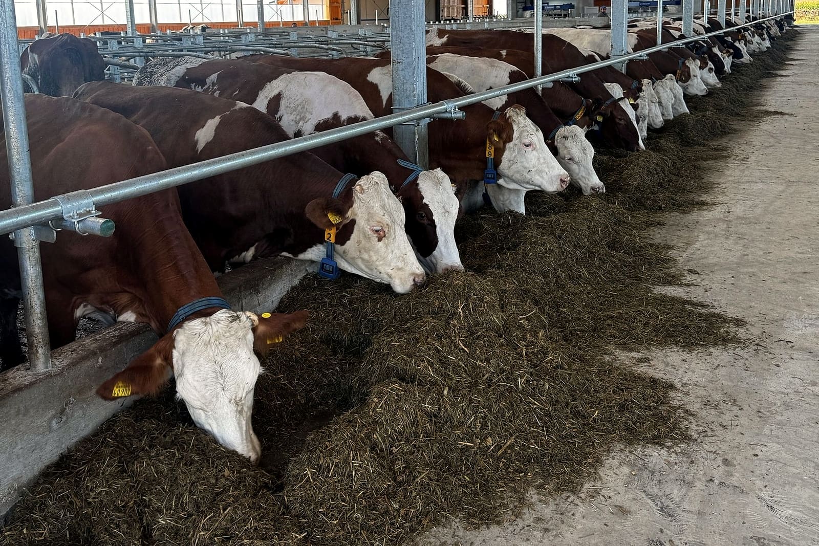 Vaci la furajare în grajdul nou